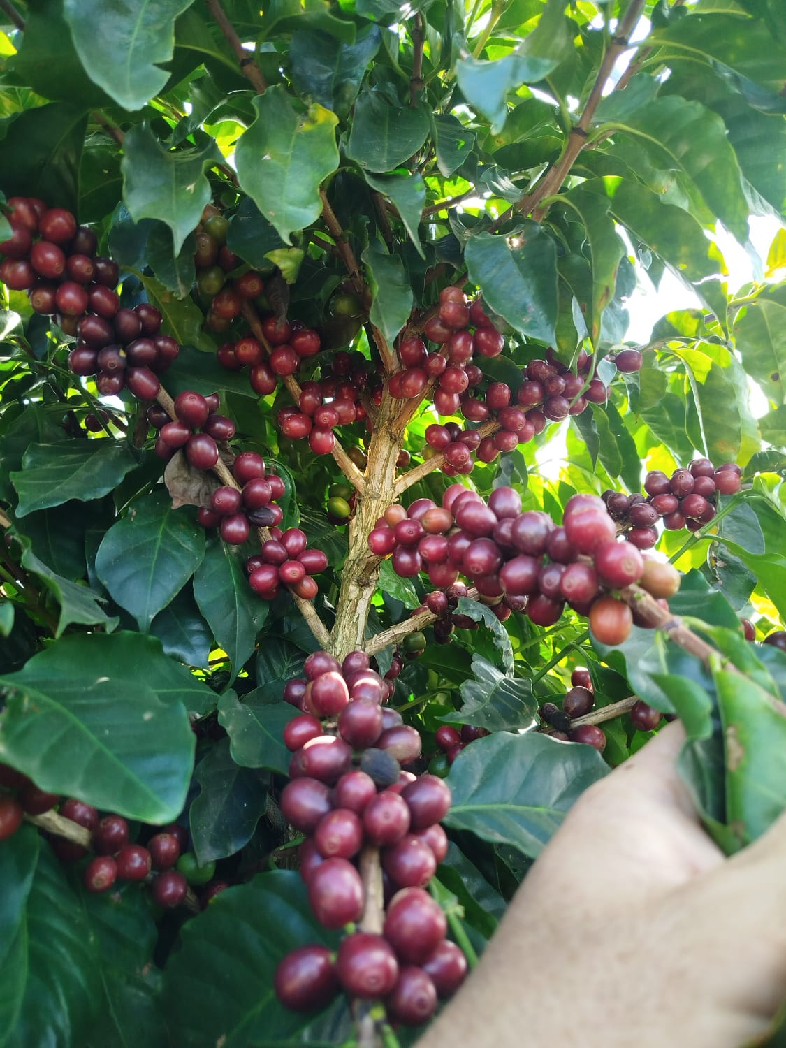 Sítio Santo Expedito